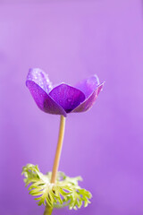 Makro Foto einer violetten Kronen Anemonen