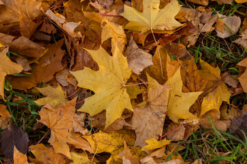 Fallen yellow and brown maple leaves. Autumn natural background.