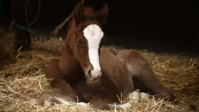 Brown bay foal rest on spring pasture. Cute tired foal lay down and fall a sleep
