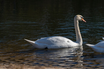 Swan in the water