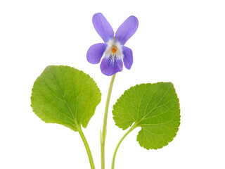 Spring flower of sweet violet isolated on white, Viola odorata