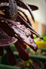 garden flower close up with water droplets with very narrow DOF