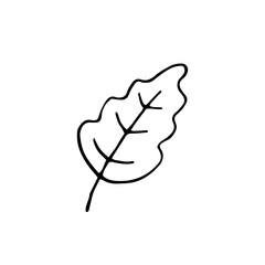 Leaf oak. Vector hand-drawn doodle illustration. Black and white outline. Silhouette. Coloring.