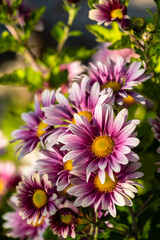 Obraz premium Lila and white petaled flowers in the garden, shallow focus