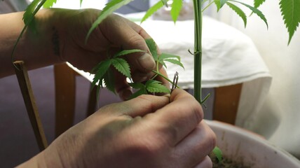 cutting the bottom branch from a marijuana bush with a sharp blade in men's hands close-up,...