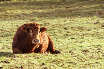Cow In the field