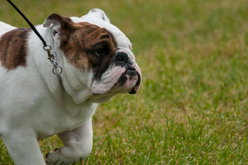 Fototapeta premium English bulldog on leash
