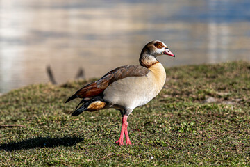 Egyptian goose in a meadow