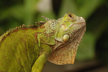 Iguana