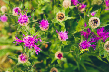 des chardons fleuris. Des fleurs violettes. Des fleurs mauves