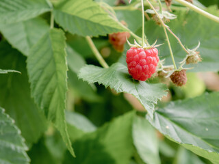 Juicy red raspberry (Rubus idaeus) with other fruits ripening on the plant with large green leaves around it