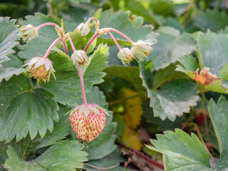 Macro view of a strawberry (Fragaria) ripening on the plant gaining reddish tones surrounded by small still small fruits and large green leaves