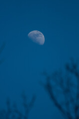 Moon and tree branches