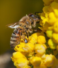 bee or honeybee in Latin Apis Mellifera on flower