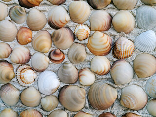 Grey, beige, brown polished venus seashells on cement wall. natural decorative seashells...