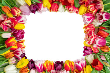 Colorful flowers isolated on a white background. Flower frame with tulips. Valentines Day, Mothers Day, and spring concept. Floral frame. Copy space, top view