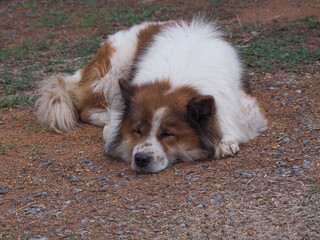 Bangkaew Brown and  white Thai Dog sleeps on the  floor.