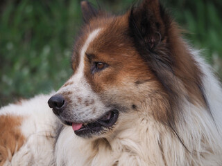 Bangkaew Brown and  white Thai Dog sleeps on the  floor.
