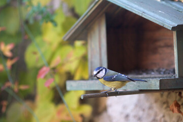 birdwatching from home: little blue tit, European Cyanistes Caeruleus bird