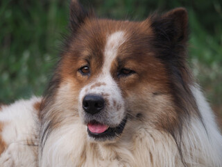 Bangkaew Brown and  white Thai Dog sleeps on the  floor.