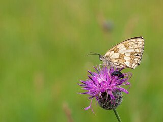Marbled white butterfly (Melanargia galathea) on greater knapweed flower