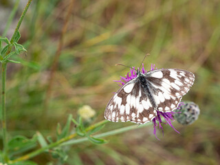 Marbled white butterfly (Melanargia galathea) on greater knapweed flower