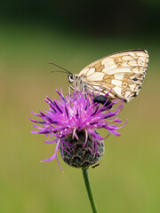 Marbled white butterfly (Melanargia galathea) on greater knapweed flower
