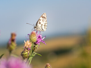 Marbled white butterfly (Melanargia galathea) on greater knapweed flower