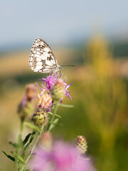 Marbled white butterfly (Melanargia galathea) on greater knapweed flower