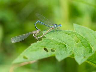 White-legged damselflies (platycnemis pennipes) mating on green leaf