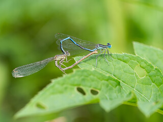White-legged damselflies (platycnemis pennipes) mating on green leaf