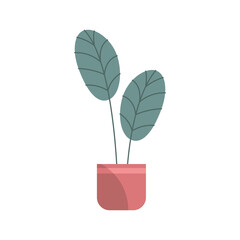 houseplant in pot