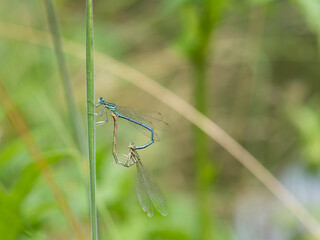 White-legged damselflies (platycnemis pennipes) mating on grass