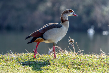 Egyptian goose in a meadow