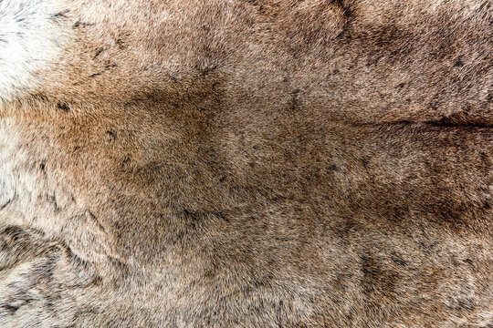 Animal, reindeer fur as a background.