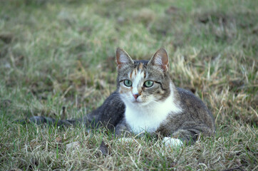 cat on grass