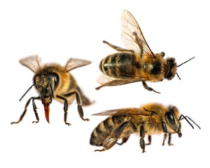 Set of three bees or honeybees in Latin Apis Mellifera