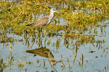 common greenshank or Tringa nebularia close up shot with reflection in water at wetland of keoladeo national park or bharatpur bird sanctuary rajasthan india - Plegadis falcinellus