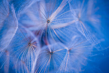 Blue dandelion seeds on close-up.