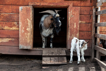 A brown mountain goat with a beard and large horns and a small white goat look out of a wooden booth on a sunny summer day.