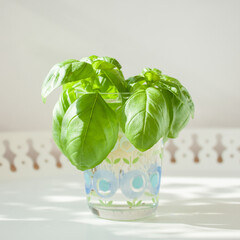 Propagating Basil: Basil cuttings in a glass of water for rooting.