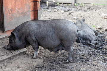 A black wild pig stands in the mud on a warm summer day.