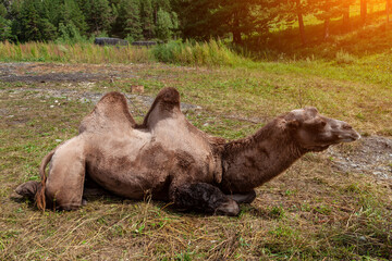 A camel with a brown skin and two humps against a background of green grass in the mountains with a...