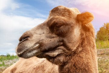 Close-up on the head and long neck of a camel with a brown skin on a background of green grass, lies on the ground. animals in nature.