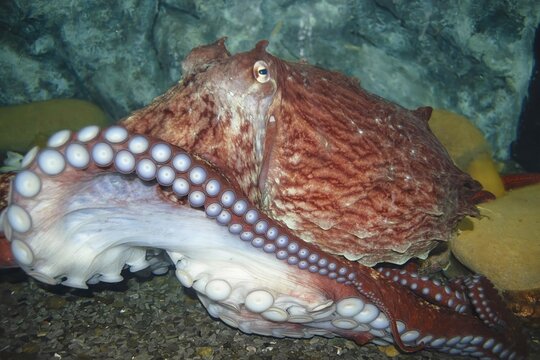 Giant Pacific octopus ( Enteroctopus dofleini ),  the largest octopus species, in the Primorsky aquarium. Vladivostok, far East, Russia.