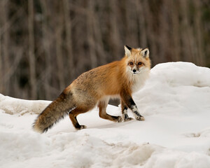 Red unique fox close-up profile side view in the winter season in its environment and habitat with...