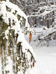 Świerkowa szyszka w zimowym lesie w Białowieży