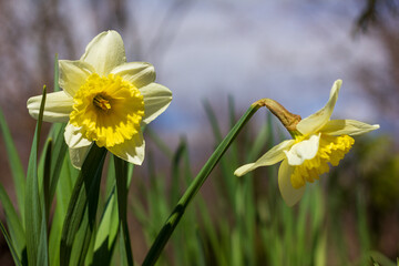 Fototapeta premium flower bed of narcissus flowers on a spring sunny day close-up