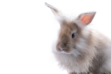 A brown rabbit on a white background
