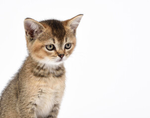 Obraz premium Kitten golden ticked Scottish chinchilla straight sits on a white background